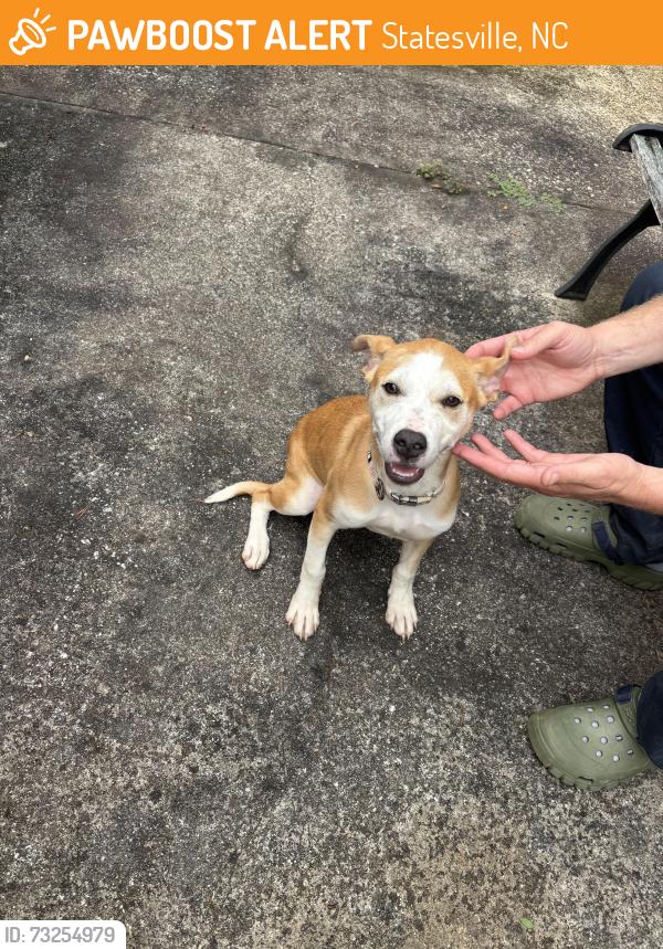 Found/Stray Female Dog last seen Shoemaker drive or Nixon road, Statesville, NC 28625