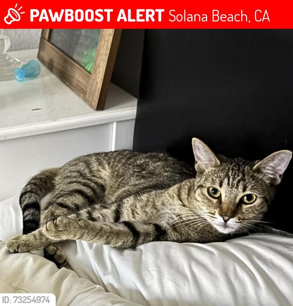 Lost Female Cat last seen Academy, Solana Beach, CA 92075