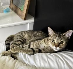 Lost Female Cat last seen Academy, Solana Beach, CA 92075