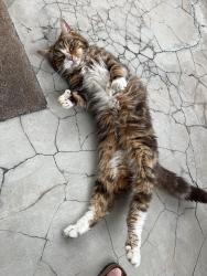 Found/Stray Female Cat last seen Dunster st, Pittsburgh, PA 15226