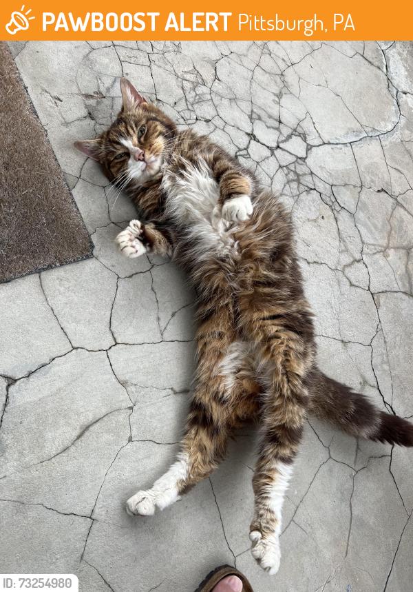 Found/Stray Female Cat last seen Dunster st, Pittsburgh, PA 15226