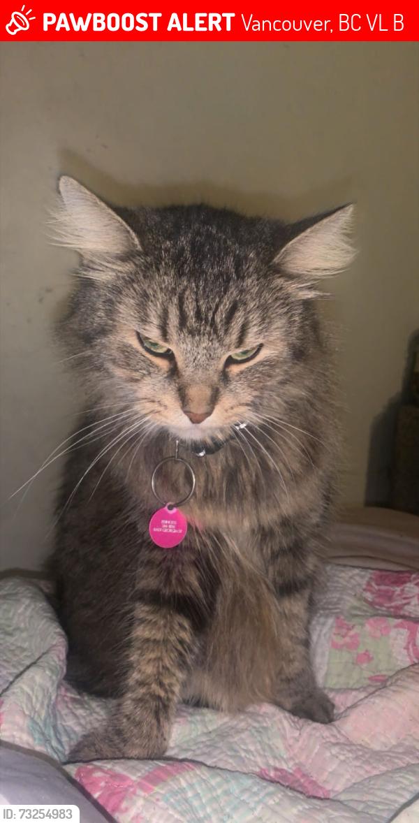 Lost Female Cat last seen Victoria, Vancouver, BC V5L 2B6