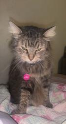 Lost Female Cat last seen Victoria, Vancouver, BC V5L 2B6