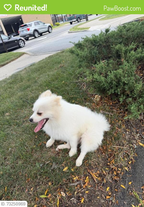 Reunited Male Dog last seen Near Main Street, Norwalk, Norwalk, CT 06851