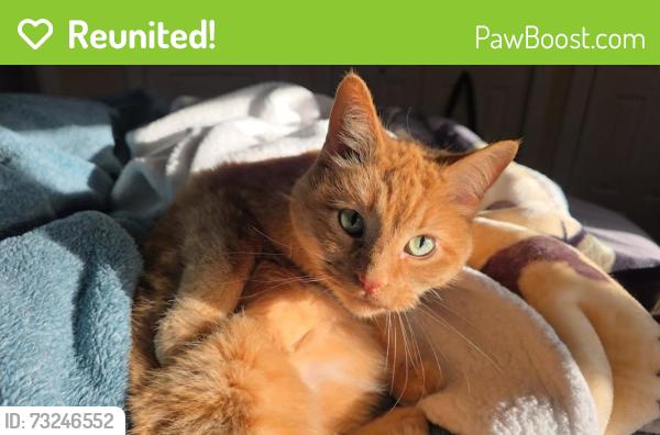 Reunited Female Cat last seen Central St, Ruth Park, Spokane, WA 99205