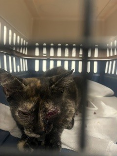 Shelter Stray Female Cat last seen BURLINGTON AC, 221 Stone Quarry Rd, Burlington, NC 27217, USA