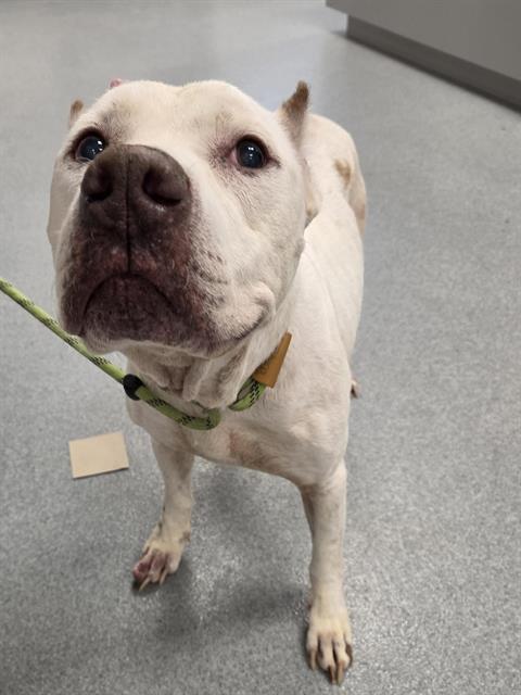 Shelter Stray Male Dog last seen Near, 2600 S Harding St, Indianapolis, IN 46221, USA