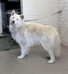 Shelter Stray Male Dog last seen WATERMAN AND BASELINE, 333 Chandler Pl, San Bernardino, CA 92408, USA