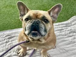 Shelter Stray Male Dog last seen , 11361 W Pico Blvd, Los Angeles, CA 90064, USA