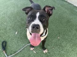 Shelter Stray Female Dog last seen , 1850 W 60th St, Los Angeles, CA 90047, USA