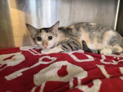 Shelter Stray Female Cat last seen , 1850 W 60th St, Los Angeles, CA 90047, USA
