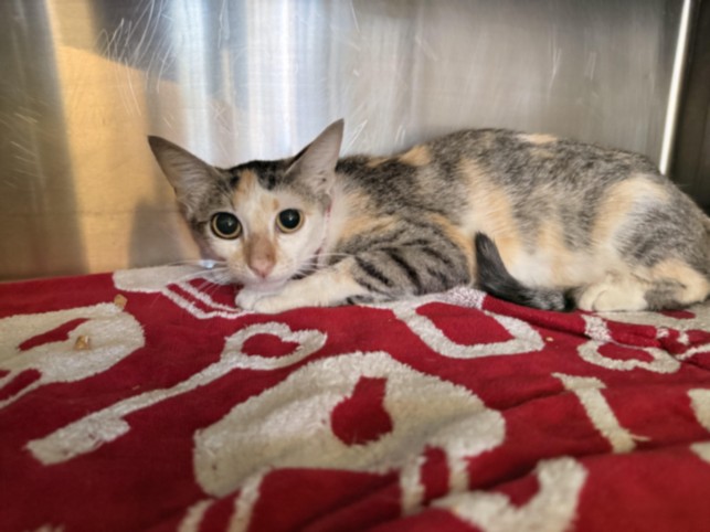 Shelter Stray Female Cat last seen , 1850 W 60th St, Los Angeles, CA 90047, USA