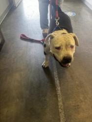 Shelter Stray Female Dog last seen , 1850 W 60th St, Los Angeles, CA 90047, USA