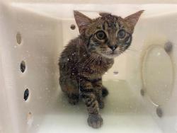 Shelter Stray Male Cat last seen Near BLOCK N 29TH ST, 3839 W Burnham St, West Milwaukee, WI 53215, USA