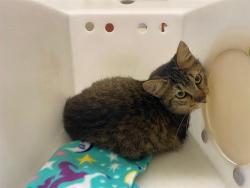 Shelter Stray Unknown Cat last seen Near BLOCK N 29TH ST, 3839 W Burnham St, West Milwaukee, WI 53215, USA