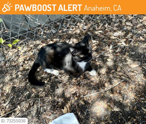 Found/Stray Unknown Cat last seen La palma and euclid, Anaheim, CA 92801