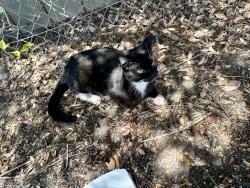 Found/Stray Unknown Cat last seen La palma and euclid, Anaheim, CA 92801