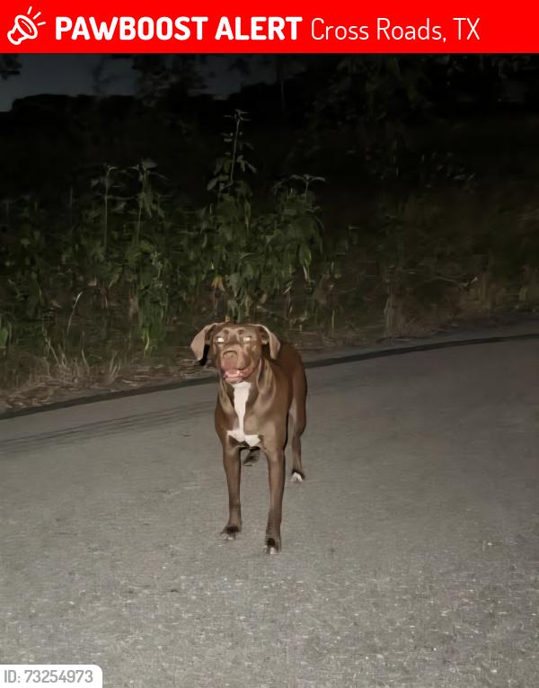 Lost Male Dog last seen Potter shop × mill creek 76227, Cross Roads, TX 76227