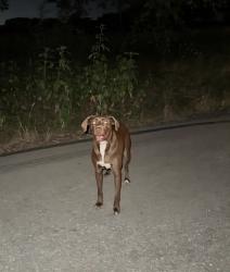 Lost Male Dog last seen Potter shop × mill creek 76227, Cross Roads, TX 76227