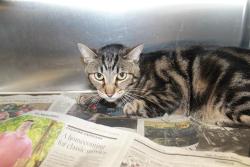 Shelter Stray Male Cat last seen , 957 N Gaffey St, San Pedro, CA 90731, USA