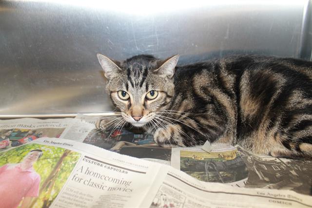 Shelter Stray Male Cat last seen , 957 N Gaffey St, San Pedro, CA 90731, USA