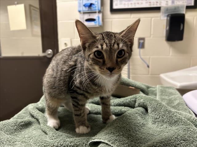 Shelter Stray Male Cat last seen , 1601 Eubanks Rd, Chapel Hill, NC 27516, USA