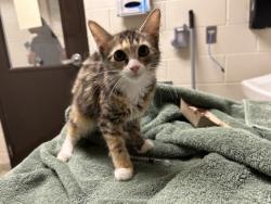 Shelter Stray Female Cat last seen , 1601 Eubanks Rd, Chapel Hill, NC 27516, USA