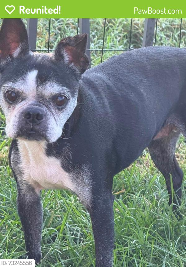 Reunited Female Dog last seen St Hubbins Dr, Paddy Trace, Spring Hill, TN 37174