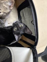 Shelter Stray Male Cat last seen , 1601 Eubanks Rd, Chapel Hill, NC 27516, USA