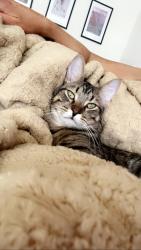 Lost Male Cat last seen Hansens, Prairie du Sac, WI 53578