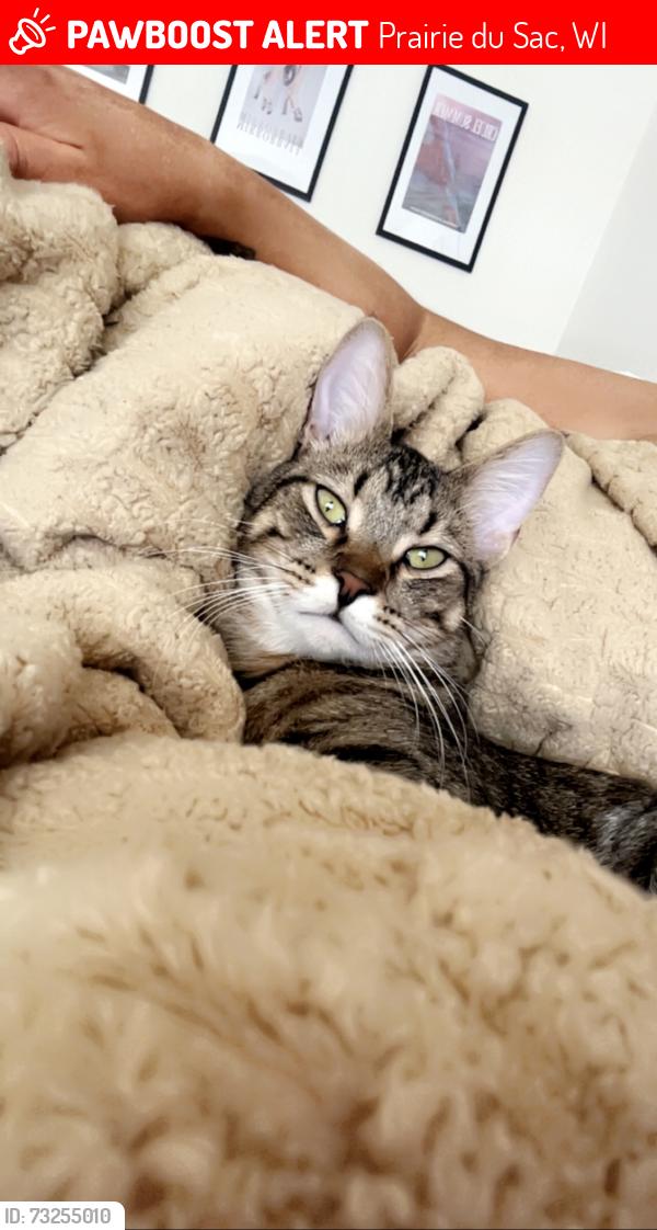 Lost Male Cat last seen Hansens, Prairie du Sac, WI 53578