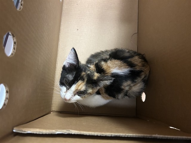 Shelter Stray Female Cat last seen CRESTRIDGE RD/WINDING WAY,95628, 3839 Bradshaw Rd, Sacramento, CA 95827, USA