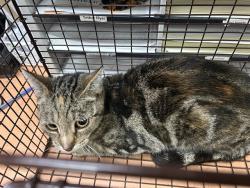 Shelter Stray Female Cat last seen CRESTRIDGE RD/WINDING WAY,95628, 3839 Bradshaw Rd, Sacramento, CA 95827, USA