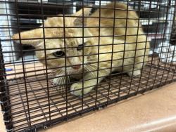 Shelter Stray Male Cat last seen CRESTRIDGE RD/WINDING WAY,95628, 3839 Bradshaw Rd, Sacramento, CA 95827, USA
