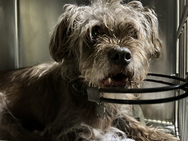 Shelter Stray Female Dog last seen Near BLOCK E TEHACHAPI BLVD, TEHACHAPI CA 93561, 3951 Fruitvale Ave, Bakersfield, CA 93308, USA