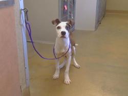 Shelter Stray Male Dog last seen LUSK DR/CODY WY, 95864, 3839 Bradshaw Rd, Sacramento, CA 95827, USA