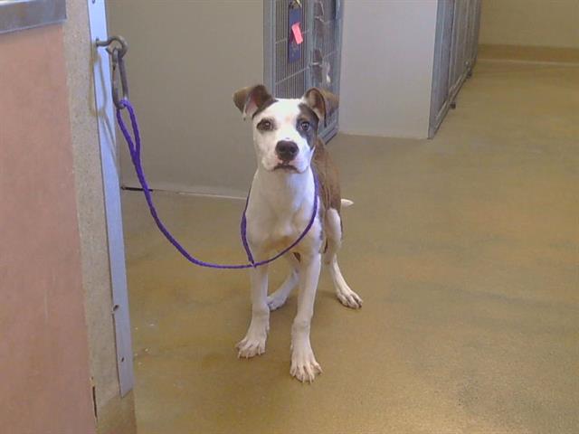 Shelter Stray Male Dog last seen LUSK DR/CODY WY, 95864, 3839 Bradshaw Rd, Sacramento, CA 95827, USA