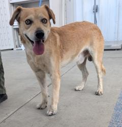 Shelter Stray Male Dog last seen Near BLOCK PARK DR, BAKERSFIELD CA 93306, 3951 Fruitvale Ave, Bakersfield, CA 93308, USA