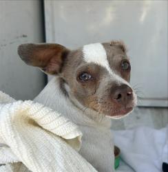 Shelter Stray Male Dog last seen MWNDOCCINO BLVD/FRUITRIDGE RD, 95824, 3839 Bradshaw Rd, Sacramento, CA 95827, USA