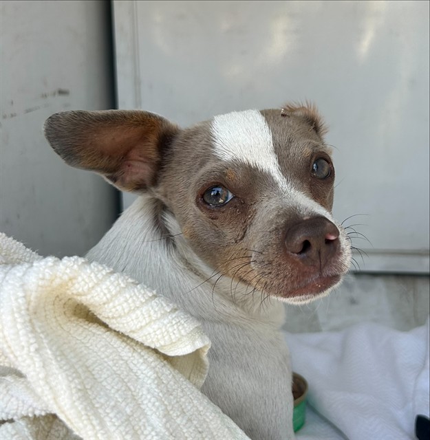 Shelter Stray Male Dog last seen MWNDOCCINO BLVD/FRUITRIDGE RD, 95824, 3839 Bradshaw Rd, Sacramento, CA 95827, USA