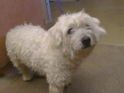 Shelter Stray Male Dog last seen MICRON AVE/BRADSHAW RD, 95827, 3839 Bradshaw Rd, Sacramento, CA 95827, USA