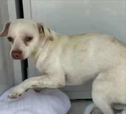 Shelter Stray Male Dog last seen SMPAON BLVD/47TH AVE, 95824, 3839 Bradshaw Rd, Sacramento, CA 95827, USA