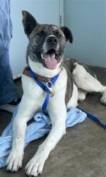 Shelter Stray Male Dog last seen GONZALEZ X BUCARELLI, 1419 Bryant St, San Francisco, CA 94103, USA