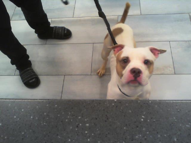 Shelter Stray Male Dog last seen CHARLOTTE, 8315 Byrum Dr, Charlotte, NC 28217, USA
