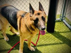 Shelter Stray Male Dog last seen , 2769 Conroy Rd, Orlando, FL 32839, USA