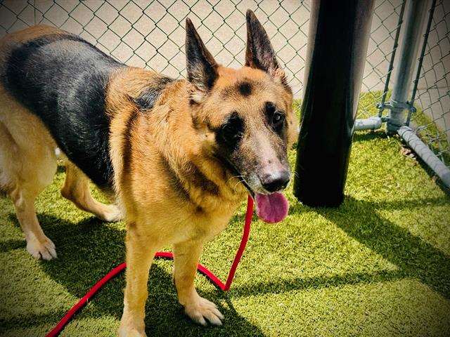Shelter Stray Male Dog last seen , 2769 Conroy Rd, Orlando, FL 32839, USA