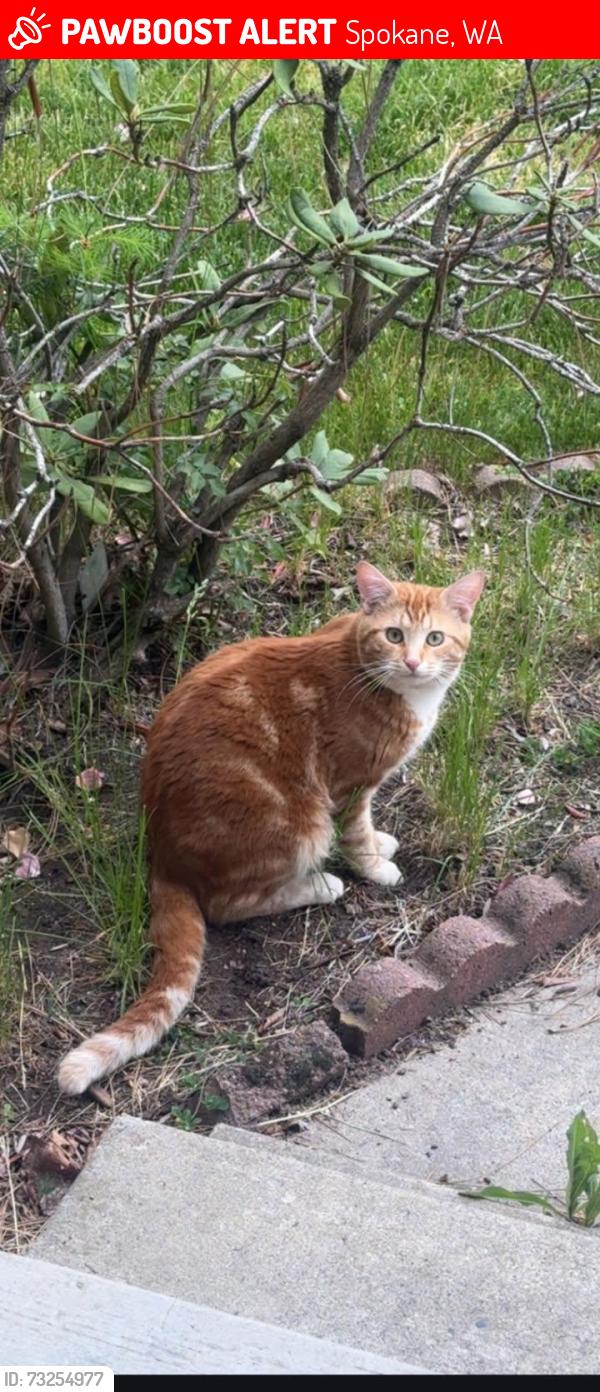 Lost Male Cat last seen Monroe st and Rowan st area, Spokane, WA 99205