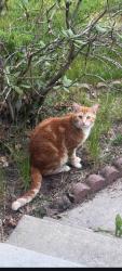 Lost Male Cat last seen Monroe st and Rowan st area, Spokane, WA 99205
