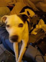 Lost Male Dog last seen us hwy 37, Sale Creek, TN 37373