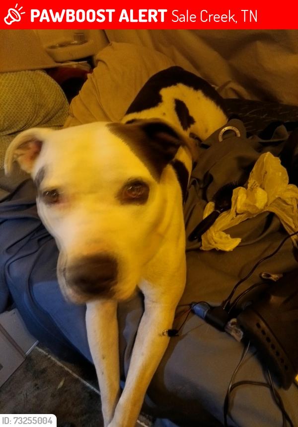 Lost Male Dog last seen us hwy 37, Sale Creek, TN 37373